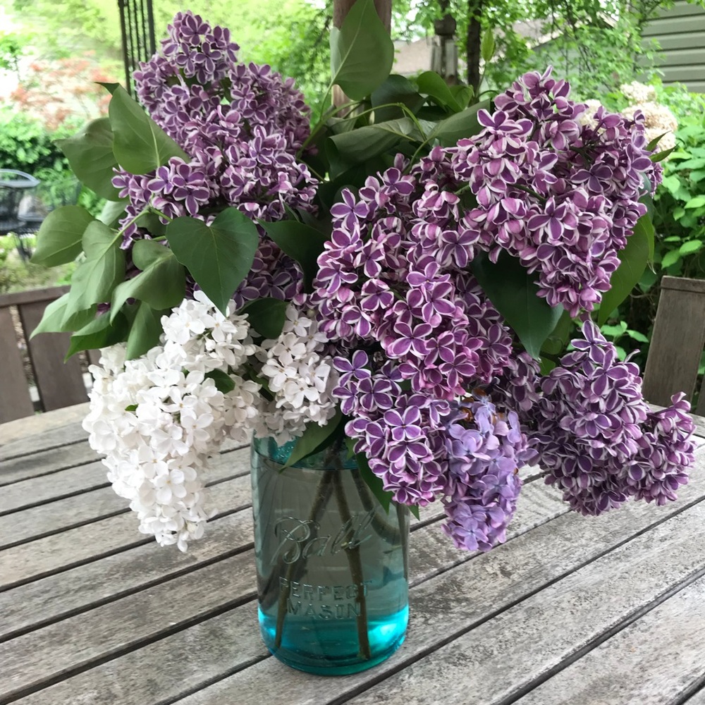 Meet your Posher, Susan